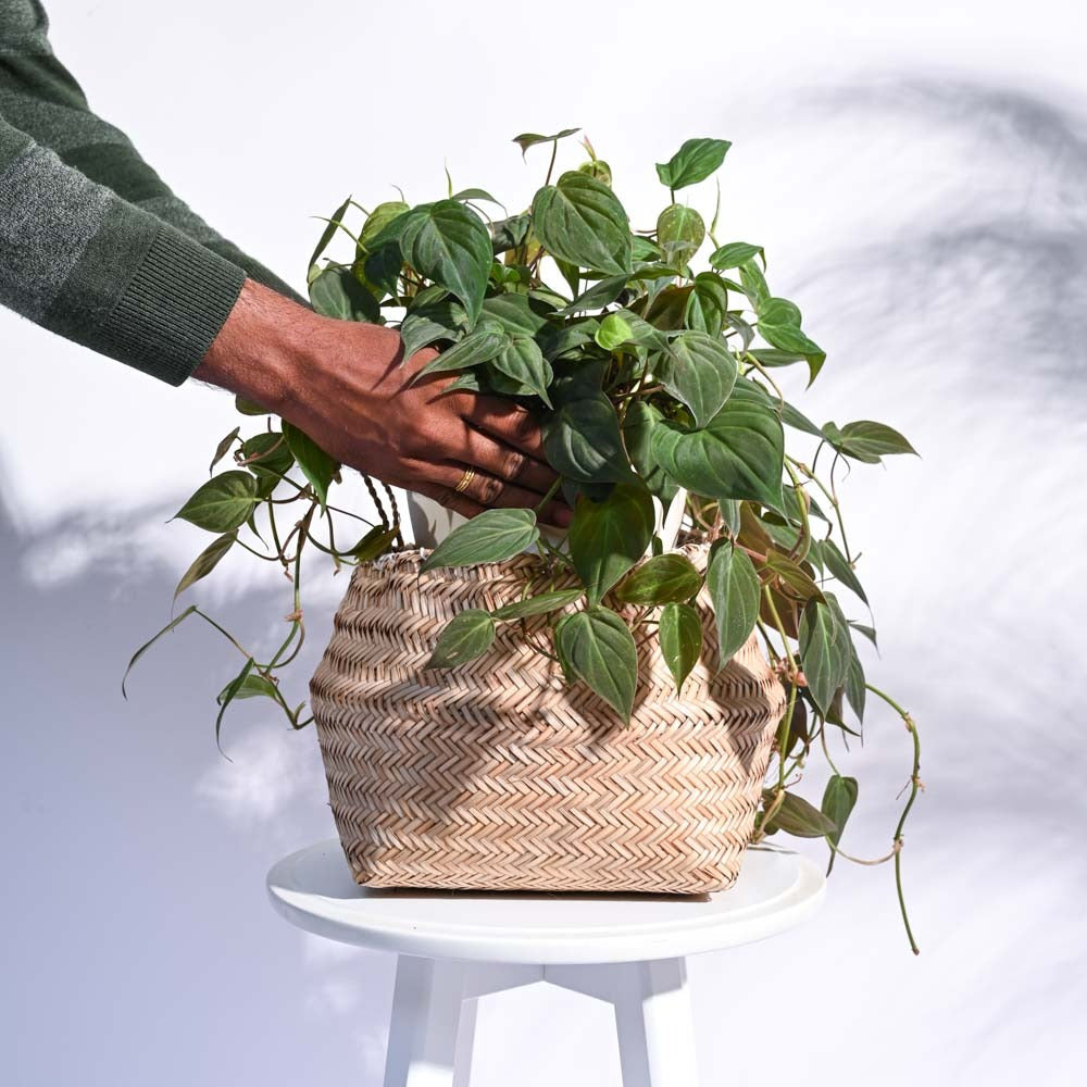 Handwoven Natural Wicker Planter Basket – Decorative Indoor Plant Basket for Home & Office